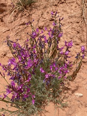 Astragalus coltonii moabensis