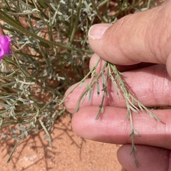 Astragalus coltonii moabensis