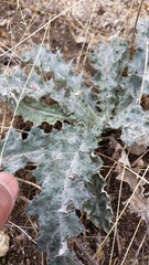 Cirsium occidentale