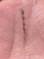 Leptosiphon pygmaeus