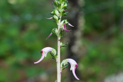 Pedicularis glabra