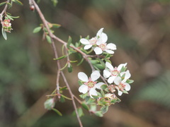 Leptospermum glaucescens