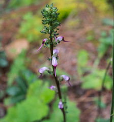 Pedicularis glabra