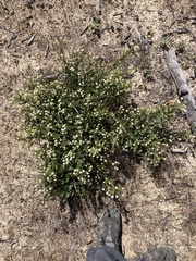 Ceanothus dentatus