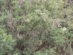 Leptospermum glaucescens