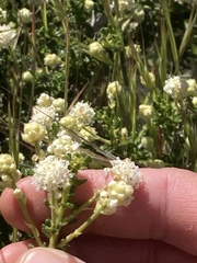 Ceanothus dentatus