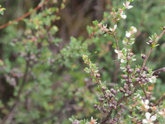 Leptospermum glaucescens