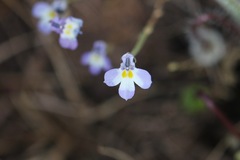 Downingia ornatissima