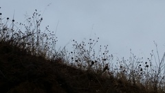 Centaurea solstitialis