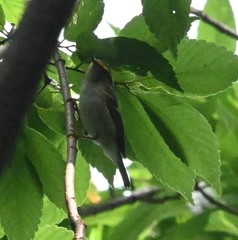 Phylloscopus proregulus