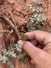 Cymopterus purpureus