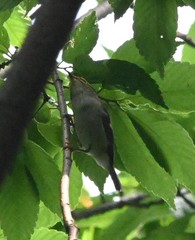 Phylloscopus proregulus