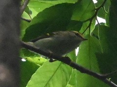 Phylloscopus claudiae