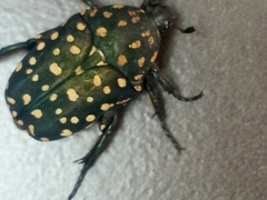 Protaetia niveoguttata