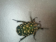 Protaetia niveoguttata