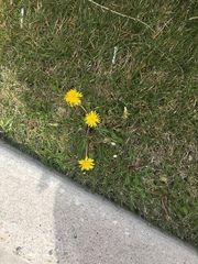 Taraxacum officinale