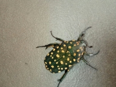 Protaetia niveoguttata