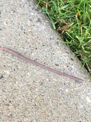 Lumbricus terrestris
