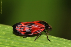 Cercopinae