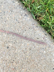 Lumbricus terrestris