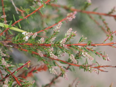 Leucopogon collinus
