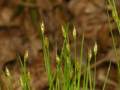 Trichophorum planifolium