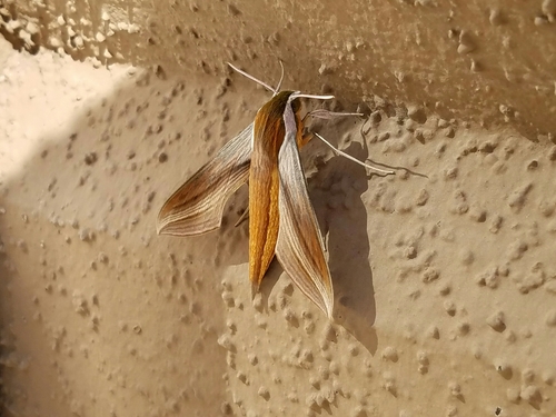 Tersa sphinx