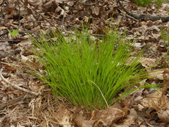 Trichophorum planifolium