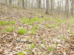 Trichophorum planifolium