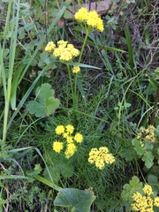 Lomatium caruifolium