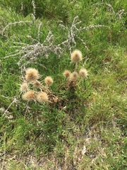 Dipsacus fullonum