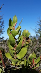 Arctostaphylos montereyensis