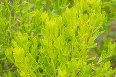 Baccharis sarothroides × pilularis
