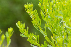 Baccharis sarothroides × pilularis
