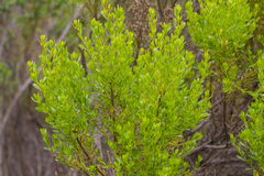 Baccharis sarothroides × pilularis