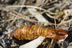 Abantiades atripalpis