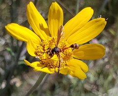 Physocephala marginata