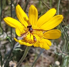 Physocephala marginata