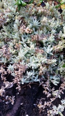 Atriplex leucophylla