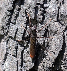 Xeris indecisus