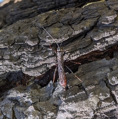 Xeris indecisus