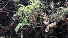 Astragalus nuttallii nuttallii