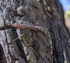 Xeris indecisus