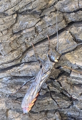 Xeris indecisus