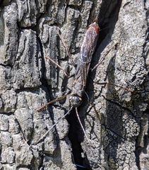 Xeris indecisus