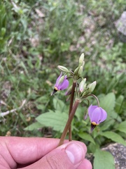 Primula meadia