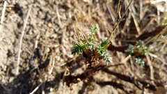 Acaena pinnatifida californica