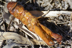 Abantiades atripalpis