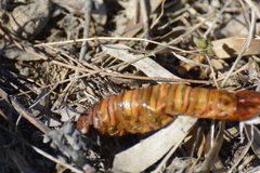 Abantiades atripalpis