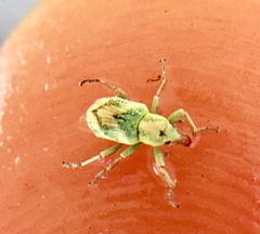 Coniatus splendidulus